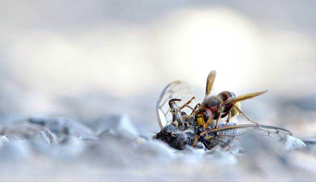 Hornet vs Wasp