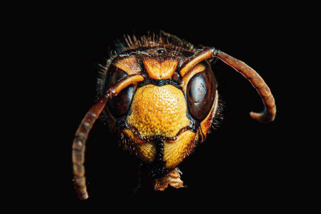 Hornet vs Wasp