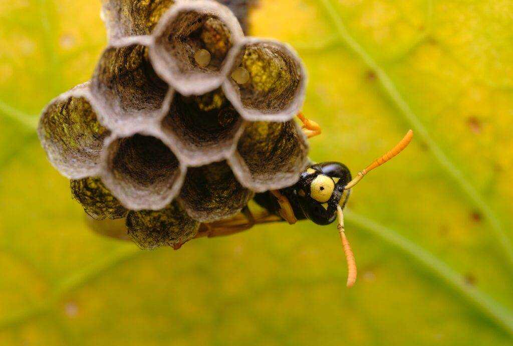 Hornet vs wasp